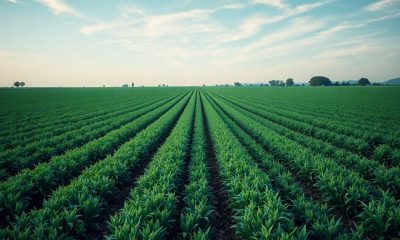 Campos agrícolas com gráficos de investimentos e ativos do setor agro